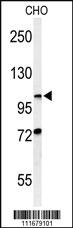 Anti-HIF1A Rabbit Polyclonal Antibody