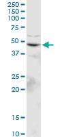 Anti-GPRC5C Mouse Polyclonal Antibody