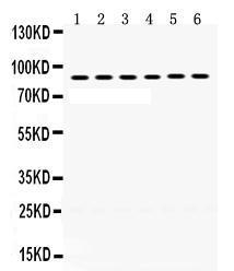 Anti-LOXL2 Rabbit Polyclonal Antibody