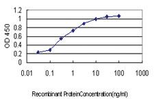 Anti-SH3RF2 Mouse Monoclonal Antibody [clone: 4E10]