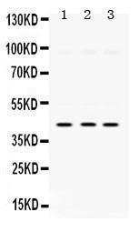 Anti-MAPK13 Rabbit Polyclonal Antibody