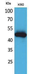 Western blot analysis of K562 cells using Anti-IL5RA Antibody