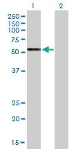 Anti-GPRC5C Mouse Polyclonal Antibody