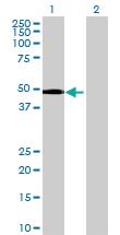 Anti-SNRNP48 Mouse Polyclonal Antibody