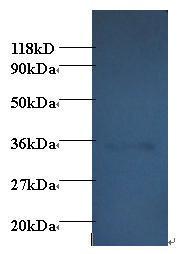 Anti-ADIPOQ Rabbit Polyclonal Antibody (FITC (Fluorescein Isothiocyanate))