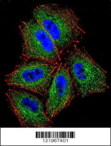 Anti-PCDHAC2 Rabbit Polyclonal Antibody