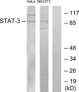 Western blot analysis of lysates from HeLa and 3T3 cells using Anti-STAT3 Antibody. The right hand lane represents a negative control, where the antibody is blocked by the immunising peptide