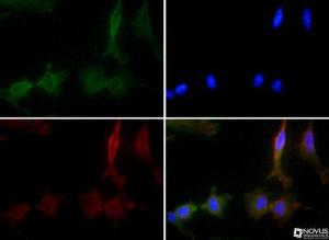 Anti-Fibronectin Rabbit Polyclonal Antibody