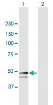 Anti-SNRNP48 Mouse Polyclonal Antibody