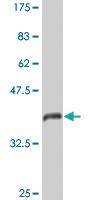 Anti-ARF6 Mouse Monoclonal Antibody [clone: 2A4]