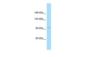 Anti-CRIM1 Rabbit Polyclonal Antibody