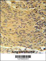 Anti-LCLT1 Rabbit Polyclonal Antibody (FITC (Fluorescein Isothiocyanate))