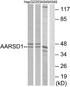 Western blot analysis of lysates from A549, 293, and HepG2 cells using Anti-AARSD1 Antibody. The right hand lane represents a negative control, where the Antibody is blocked by the immunising peptide