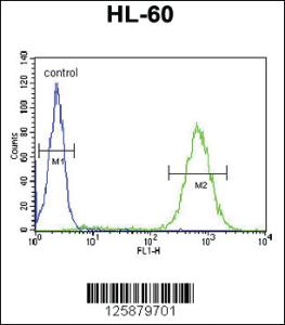 Anti-BHLHE22 Rabbit Polyclonal Antibody