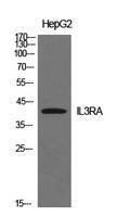 Western blot analysis of extracts from HepG2 cells using Anti-IL3RA Antibody