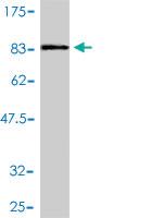 Anti-PTBP2 Mouse Polyclonal Antibody