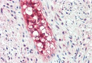 Anti-ECSM2 Antibody (A84028) (5 µg/ml) staining of paraffin embedded Human Vessel. Steamed antigen retrieval with citrate buffer pH 6, AP-staining