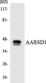 Anti-AARSD1 Rabbit Polyclonal Antibody