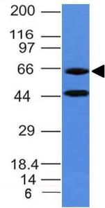 Western blot analysis of human PANC-1 cell lysate using Anti-Chromogranin A Antibody [CHGA/777]