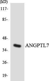 Western blot analysis of the lysates from HeLa cells using Anti-ANGPTL7 Antibody