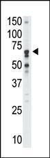 Anti-SIGLEC5 Rabbit Polyclonal Antibody (FITC (Fluorescein))