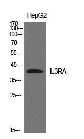 Western blot analysis of HepG2 cells using Anti-IL3RA Antibody