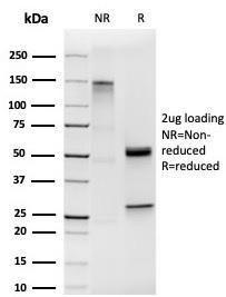 Anti-HOMEZ antibody