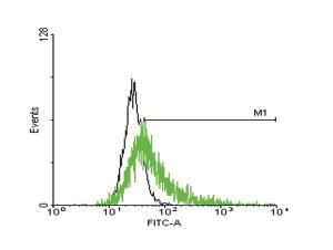 Anti-GPRC5C Mouse Polyclonal Antibody