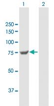 Anti-TGM7 Mouse Polyclonal Antibody