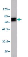 Anti-NDRG1 Mouse Monoclonal Antibody [clone: 2D7]