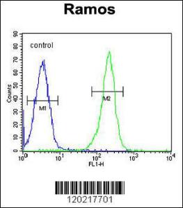 Anti-PAX5 Rabbit Polyclonal Antibody (PE (Phycoerythrin))