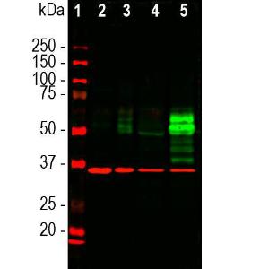 Western blot analysis of cell lysates using Anti-c-Fos Antibody [2H2] (A85387), at a dilution of 1:1000, in green, and Anti-GAPDH Antibody (A85377), at a dilution of 1:20000, in red, used as a loading control