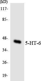 Western blot analysis of the lysates from COLO205 cells using Anti-5-HT-6 Antibody