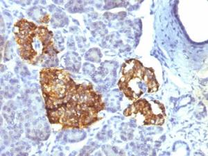 Immunohistochemical analysis of formalin-fixed, paraffin-embedded human pancreas using Anti-Chromogranin A Antibody [CHGA/777]