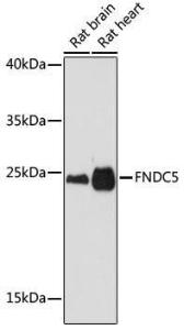 Western blot analysis of extracts of various cell line, using Anti-FNDC5 Antibody (A305480) at 1:1,000 dilution