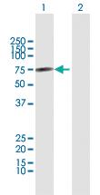 Anti-CNKSR3 Rabbit Polyclonal Antibody