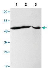 Anti-FAS Mouse Monoclonal Antibody