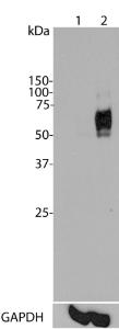 Western blot analysis of c-Fos expression in HeLa cells using Anti-c-Fos Antibody