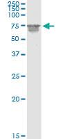 Anti-CNKSR3 Rabbit Polyclonal Antibody