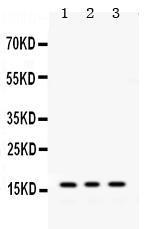 Anti-MGST1 Rabbit Polyclonal Antibody