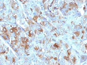 Immunohistochemical analysis of formalin-fixed, paraffin-embedded human adrenal gland using Anti-Chromogranin A Antibody [CHGA/777]