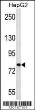 Anti-FNDC7 Rabbit Polyclonal Antibody (Biotin)