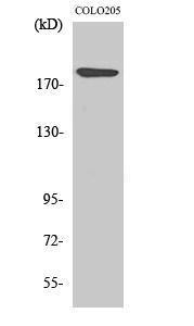 Western blot analysis of 293 cells using Anti-LAMA4 Antibody