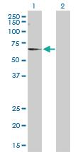 Anti-CNKSR3 Rabbit Polyclonal Antibody