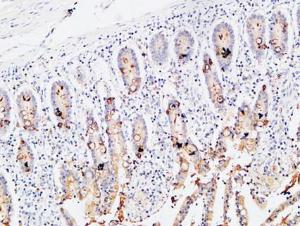 Immunohistochemical analysis of paraffin-embedded human colon using Anti-IL3RA Antibody