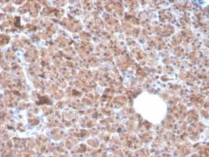 Anti-IL-1 alpha Mouse Monoclonal Antibody [clone: IL1A/3982]