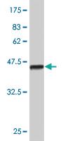 Anti-MYL9 Mouse Monoclonal Antibody [clone: 3F2]