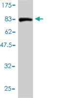 Anti-PTBP2 Mouse Monoclonal Antibody [clone: 2D10-B2]