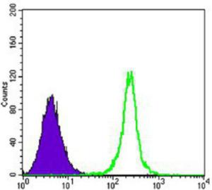 Anti-SIRT1 Mouse Monoclonal Antibody [clone: 1F3]