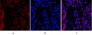 Immunofluorescence analysis of rat lung tissue using Anti-STAT3 Antibody (red) at 1:200 (4 °C overnight). Cy3 labelled secondary antibody was used at 1:300 (RT 50min). Panel A: Target. Panel B: DAPI. Panel C: Merge